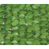 Haie artificielle jeunes feuilles de lierre en rouleau