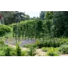 Arche de jardin carrée en acier galvanisé Square
