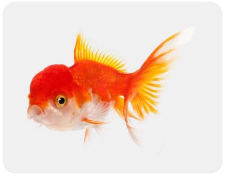 Aquariophilie sur Jardindeco