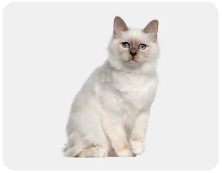 Chat sur Jardindeco