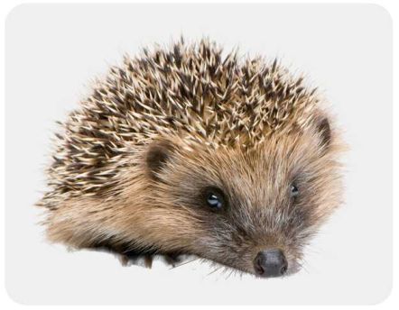 Compagnon du jardin sur Jardindeco