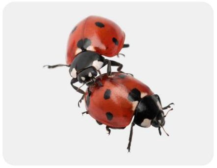 Insecte sur Jardindeco