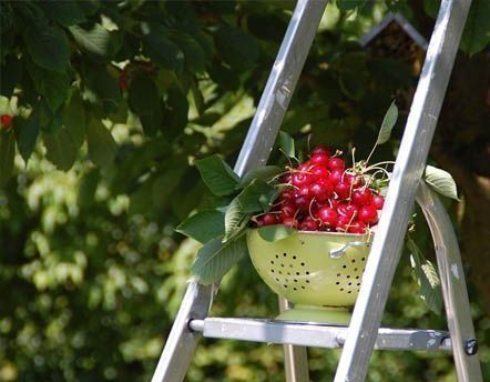 Cueillette sur Jardindeco