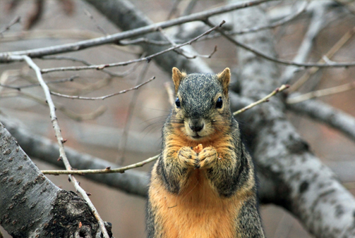 Animaux de jardin : qui sont-ils, comment les préserver ?