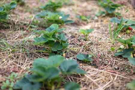 Tout savoir sur le paillage en permaculture.