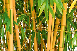 Osez l'exotisme avec le brise-vue bambou !