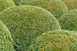 Boule de buis: comment mettre votre jardin en valeur.