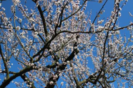 Engrais pour arbres fruitiers: apprenez à fertiliser vos arbres.