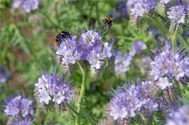 Engrais vert : découvrez le nouvel allié bio des jardins !