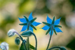 Fleur ornementale: elle décore aussi votre intérieur! I JardinDéco