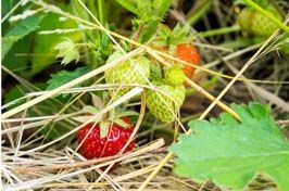 Paillage des fraises, comment s'y prendre ?