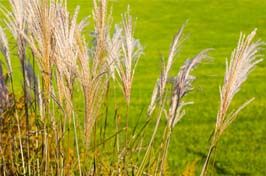 Pourquoi adopter le paillage de miscanthus ?