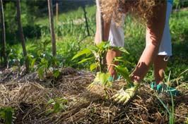 Pourquoi réaliser un paillage organique ?