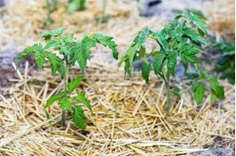 Paillage des tomates : tous nos conseils pour réussir !