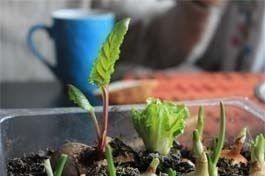 Potager maison : cultures et entretien