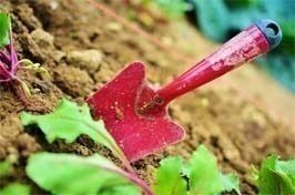 Potager d'hiver : en prendre soin