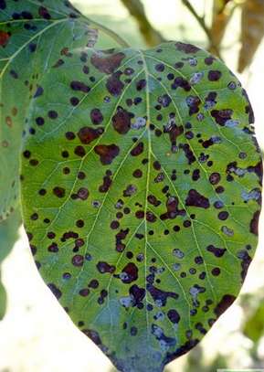 maladie-de plante-entomosporiose