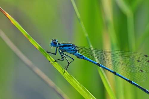 traitement-jardin-bio-libellule