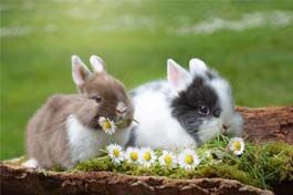 Litière pour lapins nains : choisir une litière saine et adaptée