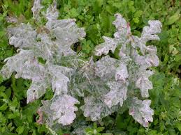 maladie-de-plante-oidium-courgette