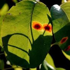 maladie-de-plante-rouille