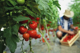 Quelle serre de jardin choisir pour les tomates ?