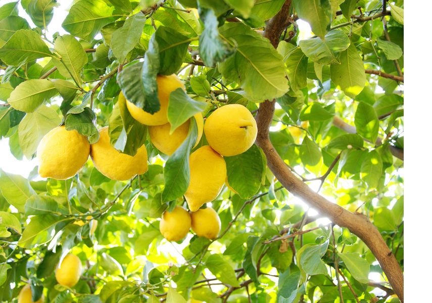 engrais-arbres-fruitiers-fertilisant-citronnier