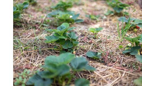 paillage-vegetal-jardin