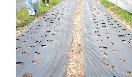 Baches de paillage : l'utiliser de manière appropriée et efficace ! -  Jardindeco