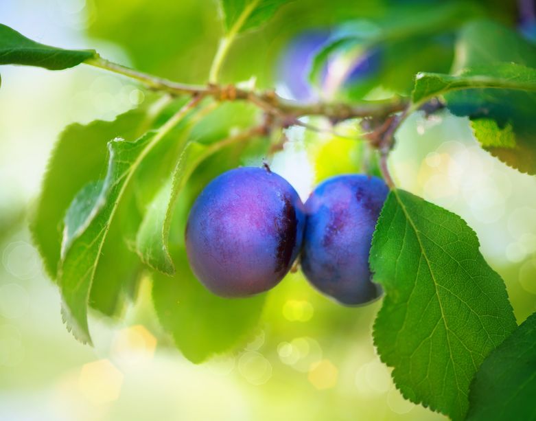 terreau-universel-pour-potager