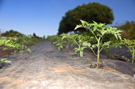 Toile paillage : pour ou contre sa pose au jardin ?