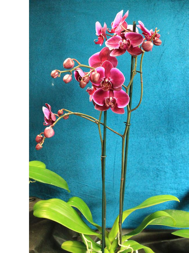 fleur-ornementale-culture-orchidee