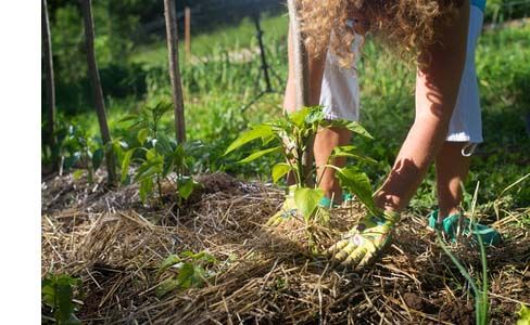 paillage-organique-bienfaits