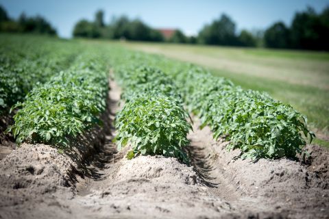 paillage-pomme-de-terre-biologique