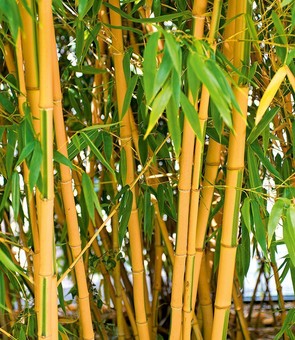 Brise vue bambou : osez l'exotisme