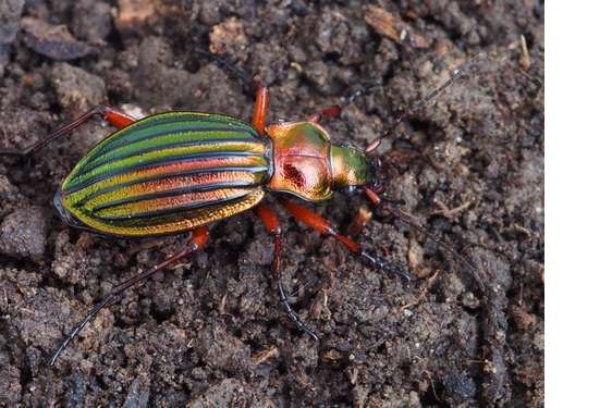 astuce-potager-carabus