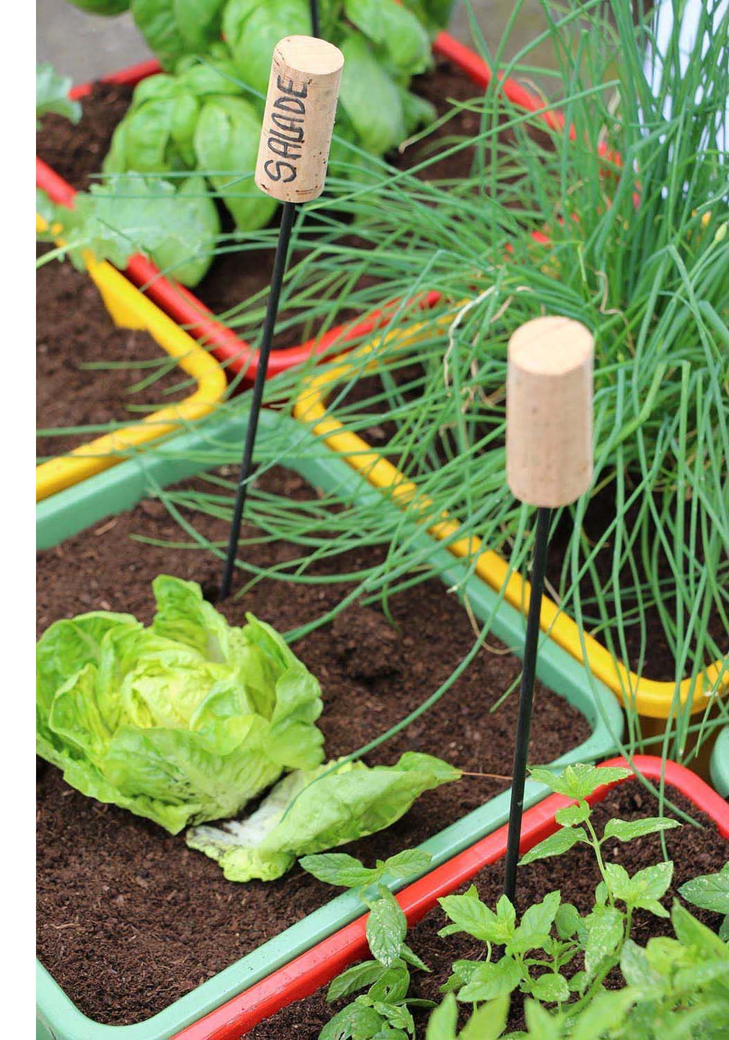 Bien associer les légumes au potager - Gamm vert