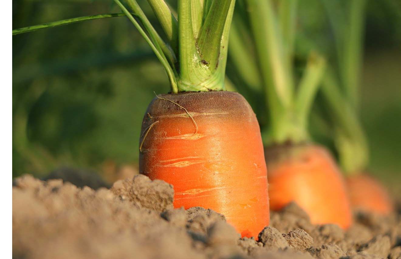 potager-maison-rangee-carottes