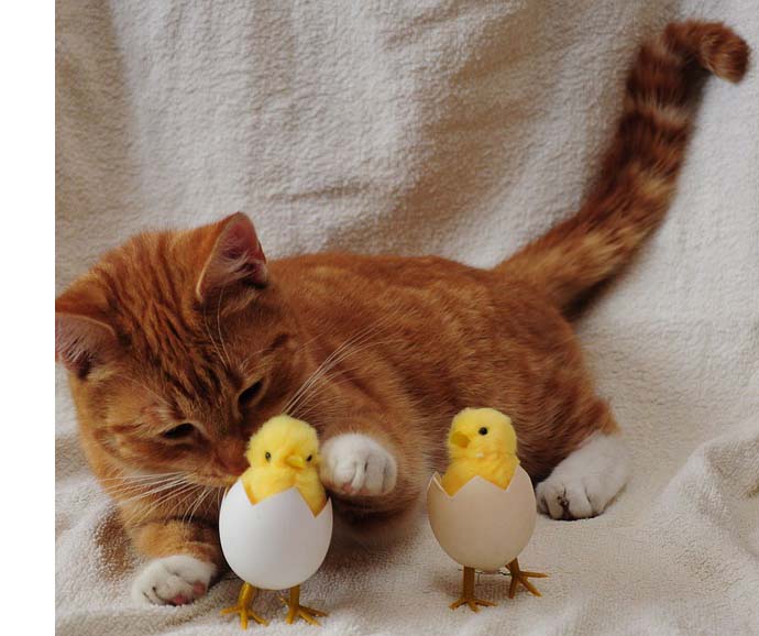 animalerie-chat-et-poussins