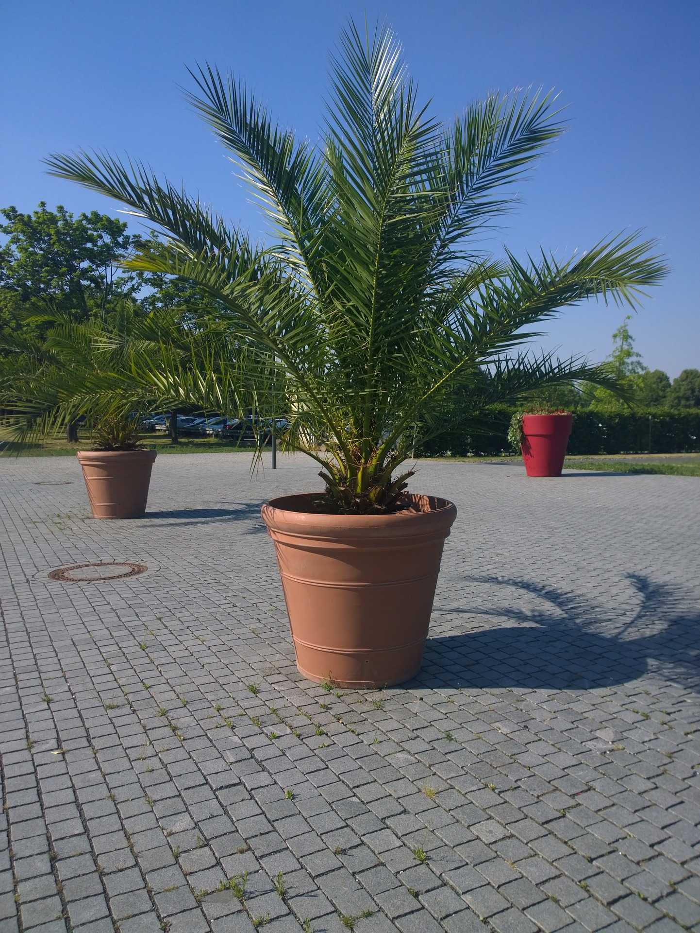 Terreau pour palmier lequel choisir ? Jardindeco
