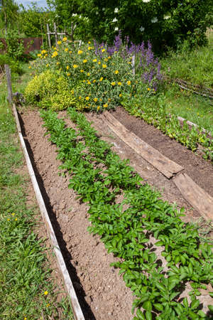 Toile de paillage : fonctionnement et mise en place - Jardindeco