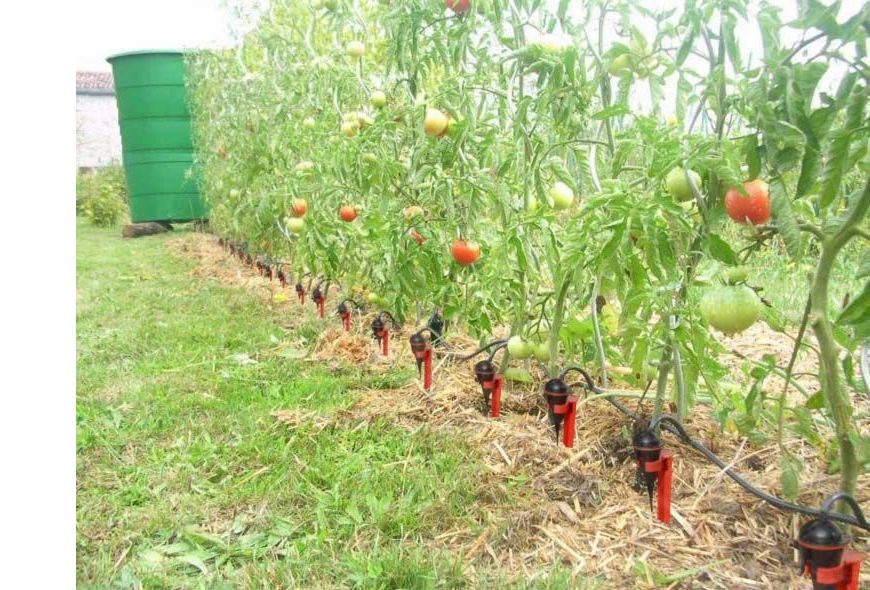 Arrosage potager méthodes et astuces Jardindeco