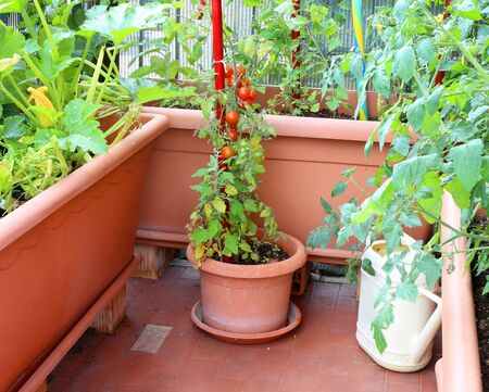 amenager-carre-potager-legumes-en-pot