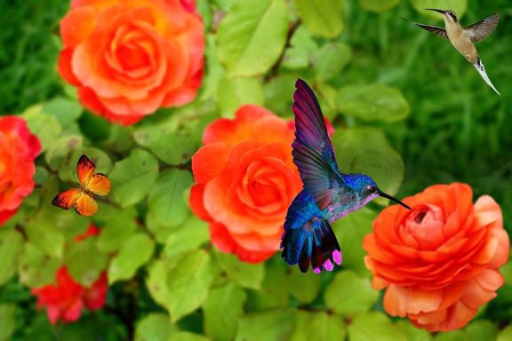 quel-paillis-pour-les-rosiers-acheter