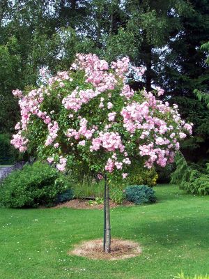 quel-paillis-pour-les-rosiers-pas-cher
