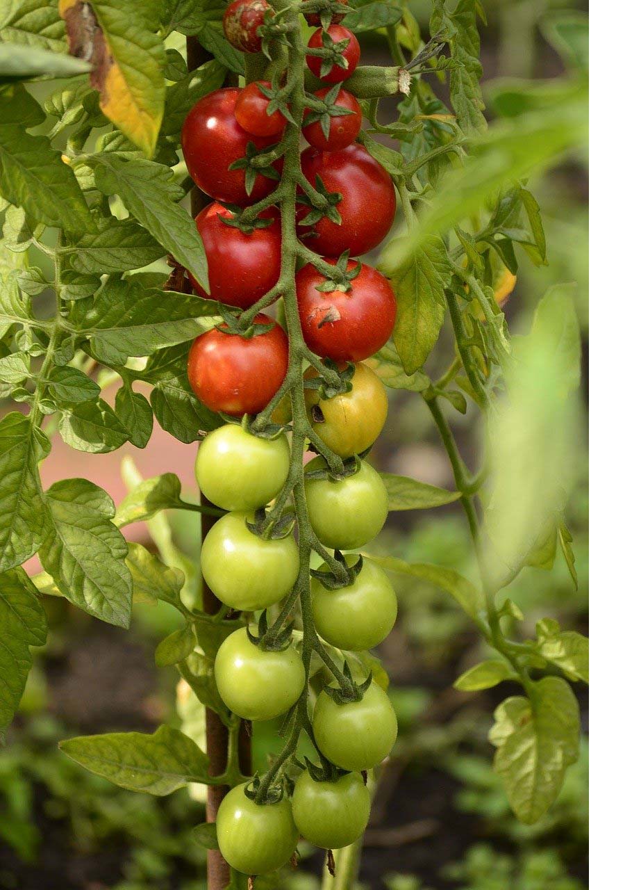 carre-potager-permaculture-pied-de-tomates
