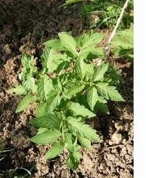 riego-huerta-riego-tomate-plantas