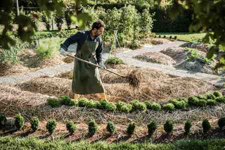 quel-paillis-pour-les-rosiers-en-pleine-terre