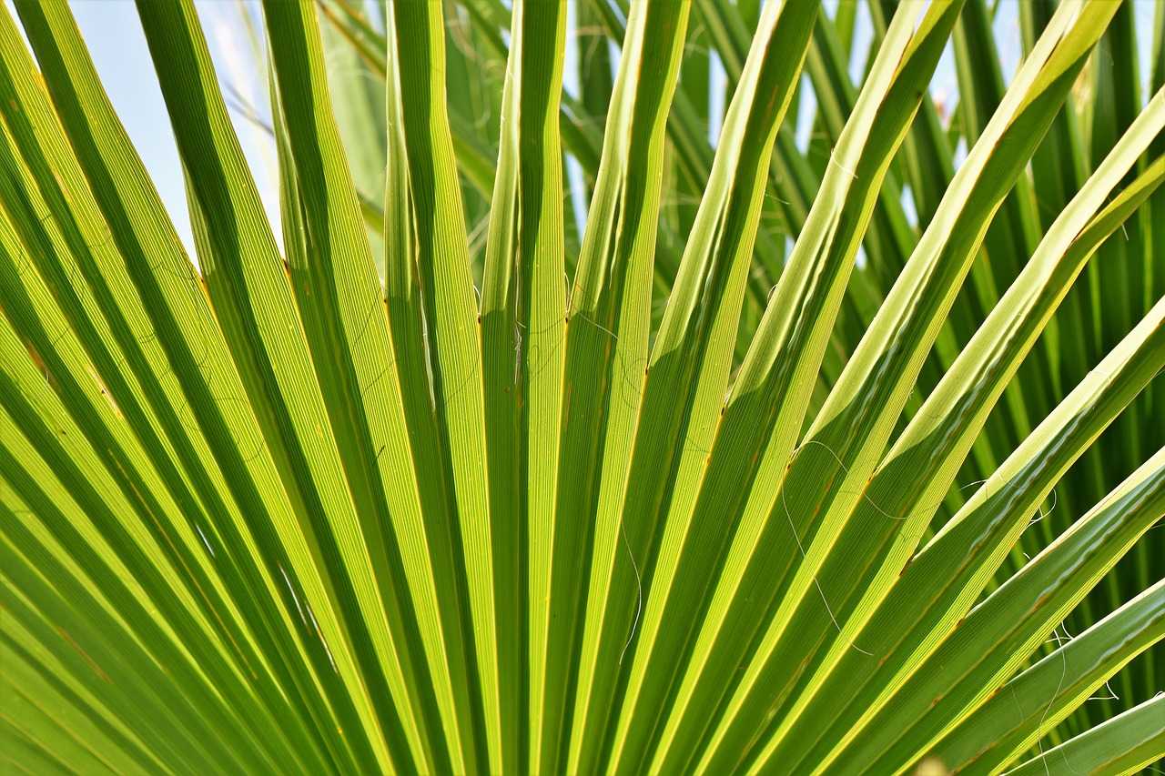 Terreau pour palmier lequel choisir ? Jardindeco