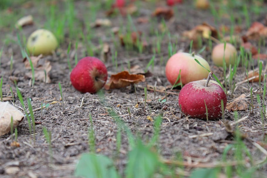 composteur-epluchures-fruits